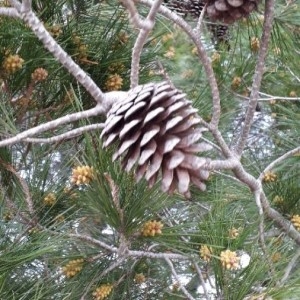 Photographie n°2280000 du taxon Pinus halepensis Mill. [1768]