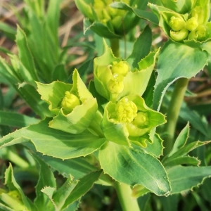 Photographie n°2280101 du taxon Euphorbia serrata L. [1753]