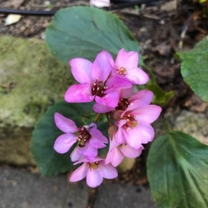 Photographie n°2280108 du taxon Bergenia crassifolia (L.) Fritsch