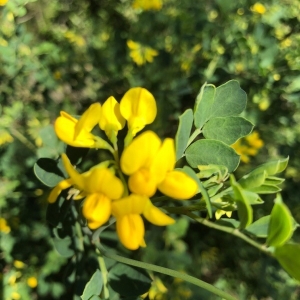 Photographie n°2280123 du taxon Coronilla valentina L. [1753]