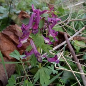 Photographie n°2280170 du taxon Corydalis solida (L.) Clairv.