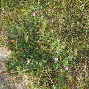 Photographie n°2280192 du taxon Erodium cicutarium (L.) L'Hér. [1789]