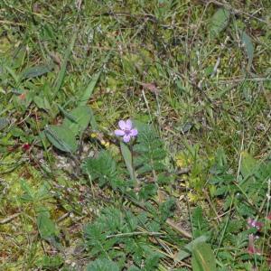 Photographie n°2280193 du taxon Erodium cicutarium (L.) L'Hér. [1789]