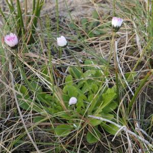 Photographie n°2280213 du taxon Bellis perennis L. [1753]