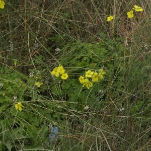 Photographie n°2280235 du taxon Oxalis pes-caprae L. [1753]