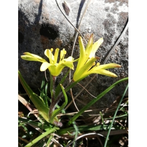 Gagea luberonensis J.M.Tison (Gagée du Lubéron)