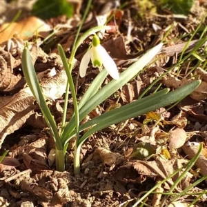Photographie n°2280350 du taxon Galanthus nivalis L. [1753]