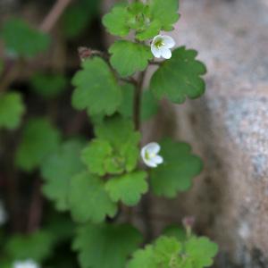 Photographie n°2280357 du taxon Veronica cymbalaria Bodard [1798]