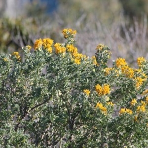 Photographie n°2280367 du taxon Medicago arborea L. [1753]