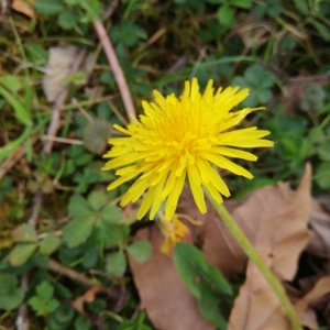 Photographie n°2280401 du taxon Taraxacum mattmarkense Soest [1959]