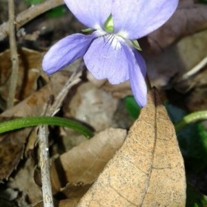 Photographie n°2280412 du taxon Viola riviniana Rchb. [1823]