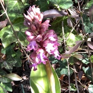 Photographie n°2280434 du taxon Himantoglossum robertianum (Loisel.) P.Delforge [1999]