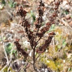 Photographie n°2280465 du taxon Sempervivum tectorum L. [1753]