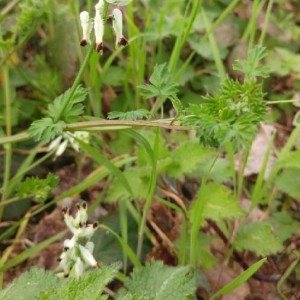 Photographie n°2280484 du taxon Fumaria capreolata L. [1753]