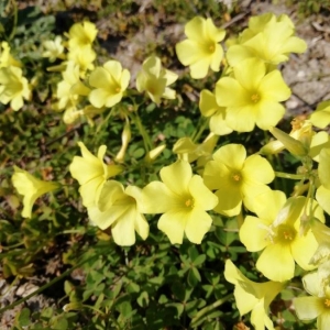 Photographie n°2280492 du taxon Oxalis pes-caprae L. [1753]