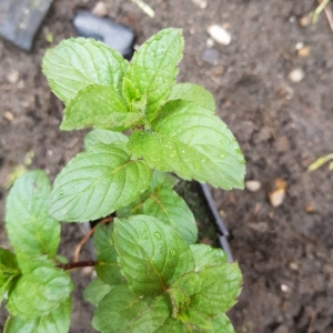 Photographie n°2280499 du taxon Mentha pulegium L. [1753]