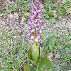 Photographie n°2280550 du taxon Himantoglossum robertianum (Loisel.) P.Delforge [1999]