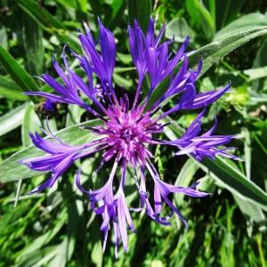 Photographie n°2280674 du taxon Cyanus montanus (L.) Hill [1768]