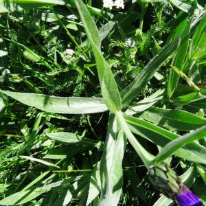 Photographie n°2280675 du taxon Cyanus montanus (L.) Hill [1768]