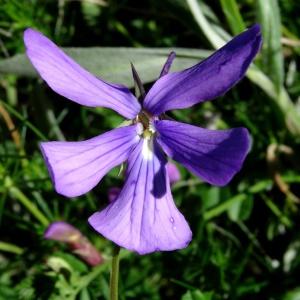 Photographie n°2280678 du taxon Viola cornuta L. [1763]