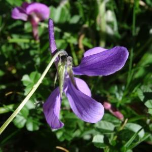 Photographie n°2280679 du taxon Viola cornuta L. [1763]