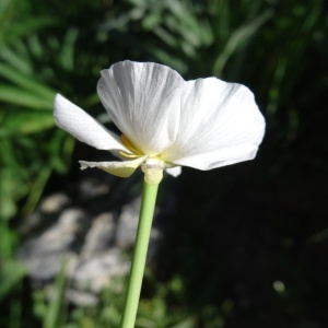 Photographie n°2280683 du taxon Ranunculus amplexicaulis L. [1753]