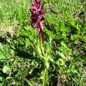 Photographie n°2280685 du taxon Dactylorhiza sambucina f. rubra (Winterl) Hyl. [1966]