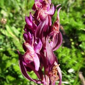 Photographie n°2280686 du taxon Dactylorhiza sambucina f. rubra (Winterl) Hyl. [1966]