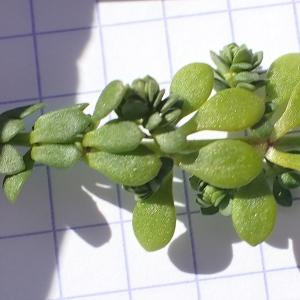 Photographie n°2280724 du taxon Valantia muralis L. [1753]