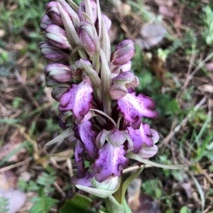 Photographie n°2280756 du taxon Himantoglossum robertianum (Loisel.) P.Delforge [1999]