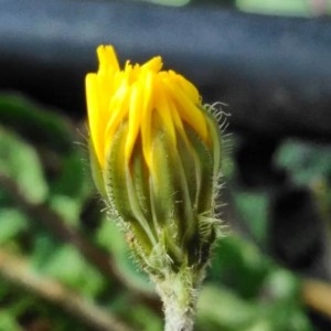 Photographie n°2280826 du taxon Crepis sancta (L.) Bornm. [1913]