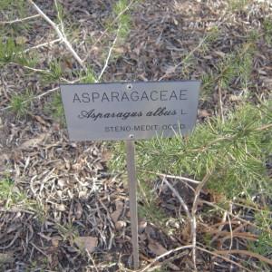 Photographie n°2280830 du taxon Asparagus albus L. [1753]