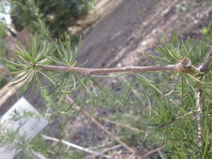 La Spada Arturo, le  5 mars 2019 (Catania)
