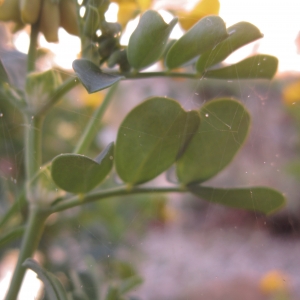 Photographie n°2280848 du taxon Coronilla valentina L. [1753]