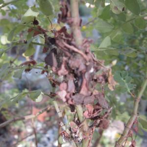 Photographie n°2280854 du taxon Coronilla valentina L. [1753]