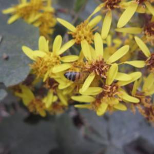 Photographie n°2280971 du taxon Roldana petasitis (Sims) H.Rob. & Brettell [1974]