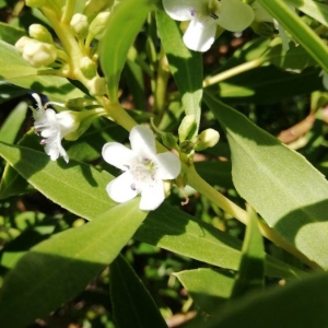 Photographie n°2281030 du taxon Myoporum tenuifolium G.Forst. [1786]