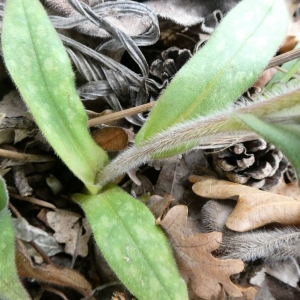 Photographie n°2281092 du taxon Pulmonaria longifolia subsp. cevennensis Bolliger [1982]