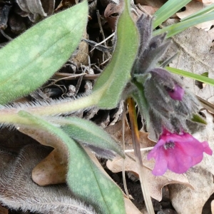 Photographie n°2281095 du taxon Pulmonaria longifolia subsp. cevennensis Bolliger [1982]