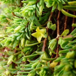 Photographie n°2281126 du taxon Thymelaea dioica (Gouan) All. [1789]