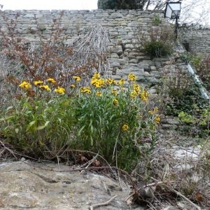 Photographie n°2281127 du taxon Erysimum cheiri (L.) Crantz [1769]