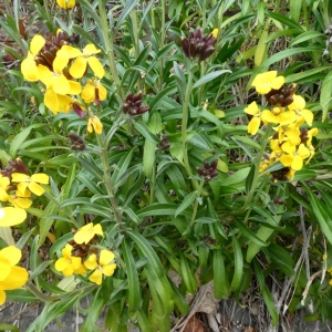 Photographie n°2281128 du taxon Erysimum cheiri (L.) Crantz [1769]