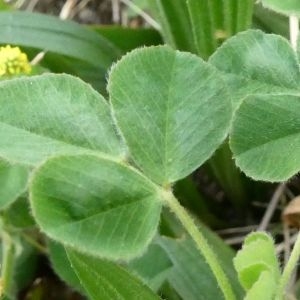 Photographie n°2281153 du taxon Medicago lupulina L. [1753]