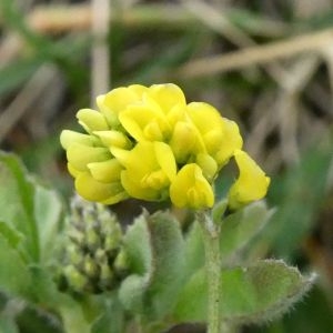 Photographie n°2281154 du taxon Medicago lupulina L. [1753]