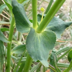 Photographie n°2281173 du taxon Euphorbia serrata L. [1753]