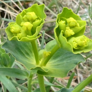 Photographie n°2281174 du taxon Euphorbia serrata L. [1753]