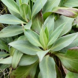 Photographie n°2281181 du taxon Centranthus ruber (L.) DC. [1805]