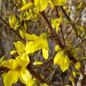 Photographie n°2281184 du taxon Forsythia x intermedia Zabel [1885]