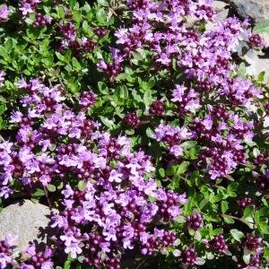 Photographie n°2281219 du taxon Thymus praecox subsp. praecox 