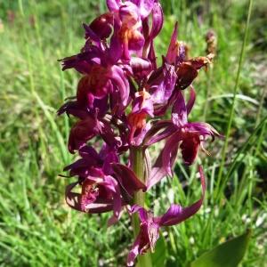 Photographie n°2281226 du taxon Dactylorhiza sambucina f. rubra (Winterl) Hyl. [1966]